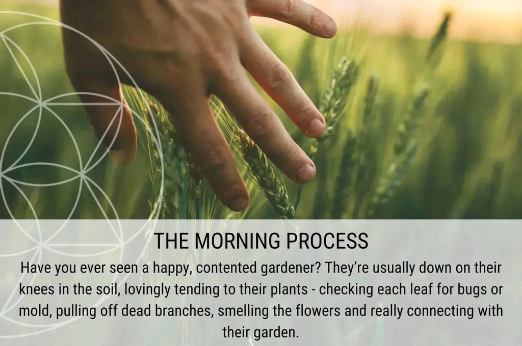 The Morning Process